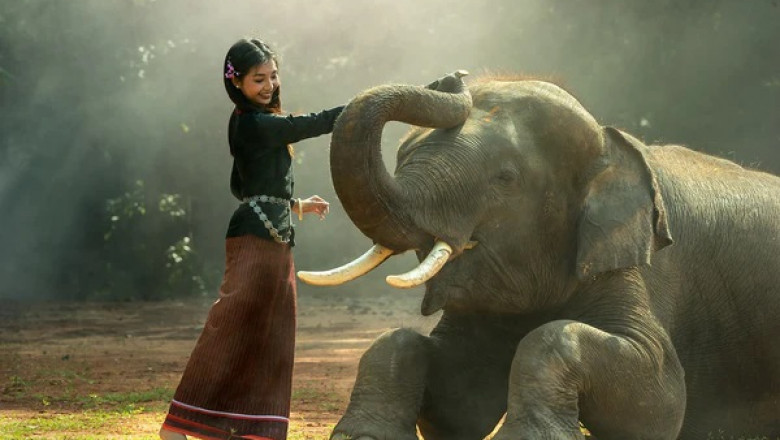 Elephant Symbolism: Meaning as an Animal Totem