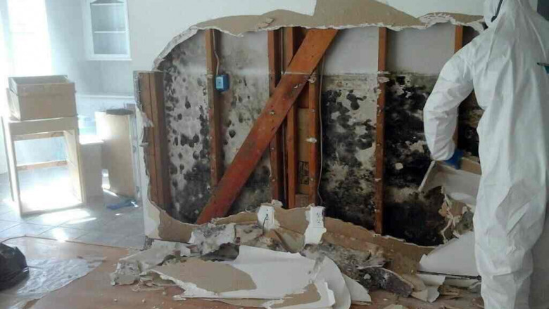 The Health Benefits of Professional Mold Removal: Breathing Easier at Home