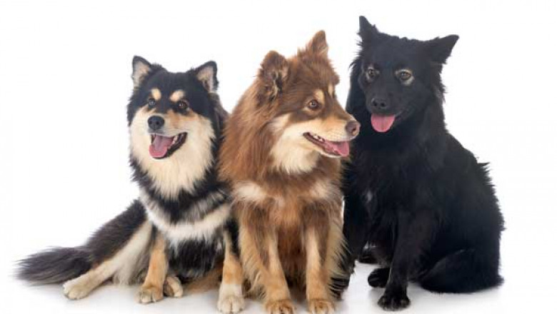 Boulevard Animal Hospital