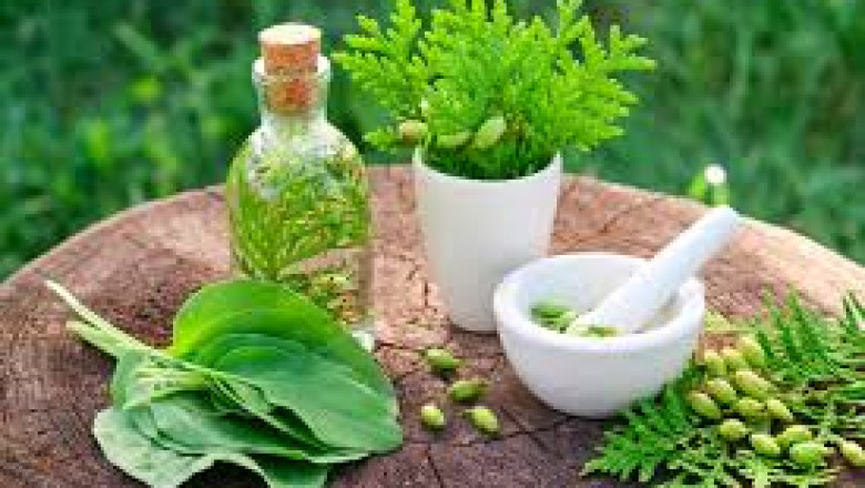 Herbal Medicine Market Forecast and Growth Outlook (2025–2034)