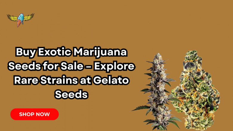Buy Exotic Marijuana Seeds for Sale – Explore Rare Strains at Gelato Seeds