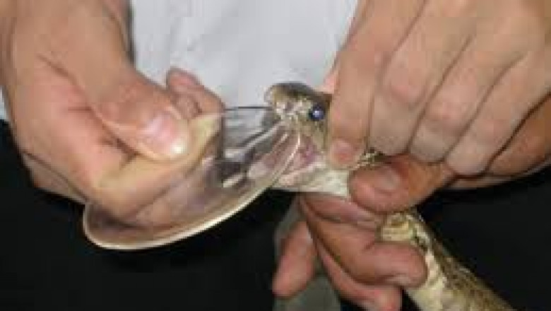 From Traditional Methods to Synthetic Solutions: Evolution of the Anti-Venom Market (2024–2032)