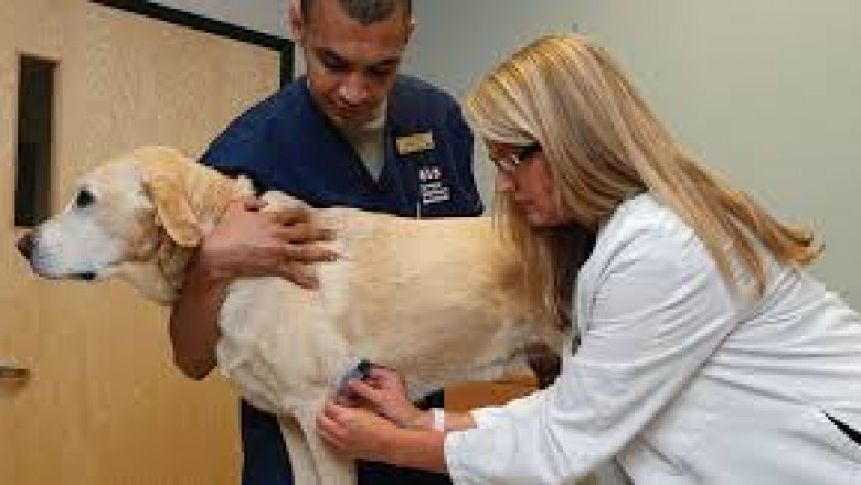 Global Veterinary POC Diagnostic Industry Trends 2024–2032: Demand, Innovation, and Expansion