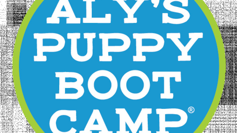 Why In-Person Dog Training Might Be Breakthrough You and Your Dog Need