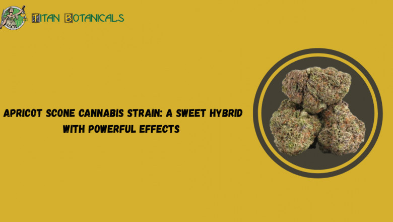 Apricot Scone THCa Flower: A Flavor-Forward Hybrid Worth Exploring