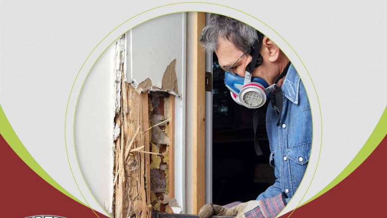 Termite Treatment & Termite Control Services in Pakistan