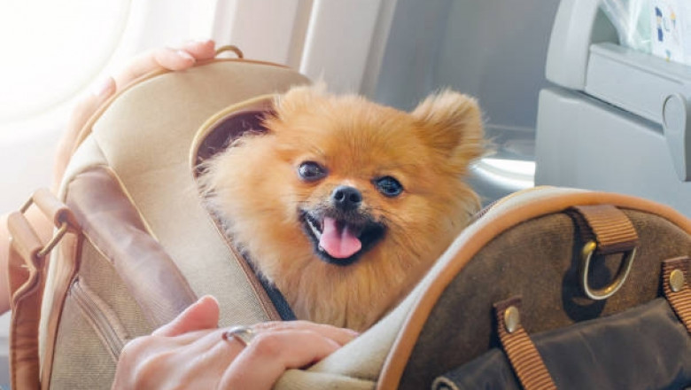 The Ultimate Guide to Choosing the Right Trip Carrier for Your Pet