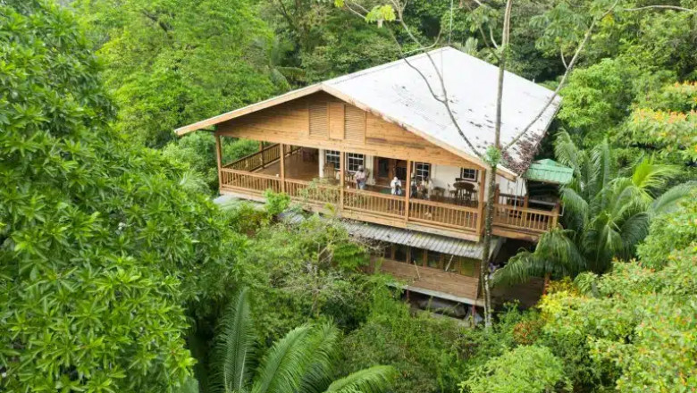 Best Birding Lodges in Panama: Discover Tropical Avian
