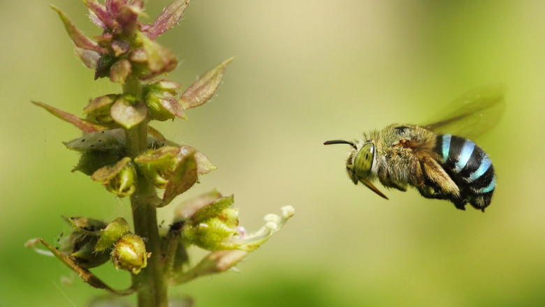 How Much Does Beehive Removal Cost in Melbourne? What You Need to Know