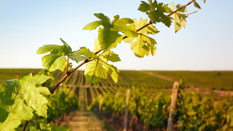 Sip, Savor, and Explore: Your Guide to Paso Wine Tours with The Piccolo