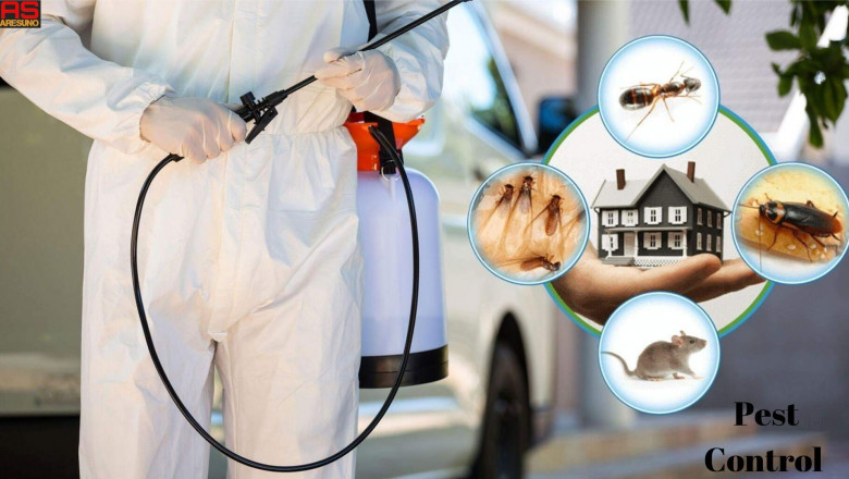 Pest Control Brooklyn: Can You Break a Lease Over Roaches?