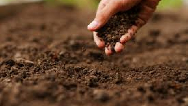 Blood Meal Fertilizers Market segmentation analysis by application, crop type, and region