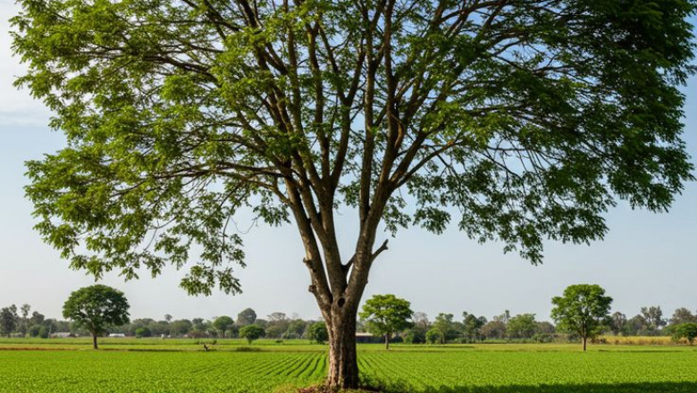 Next-Level Plant Care: Why Alfa Crop Science Leads in Sustainable Farming