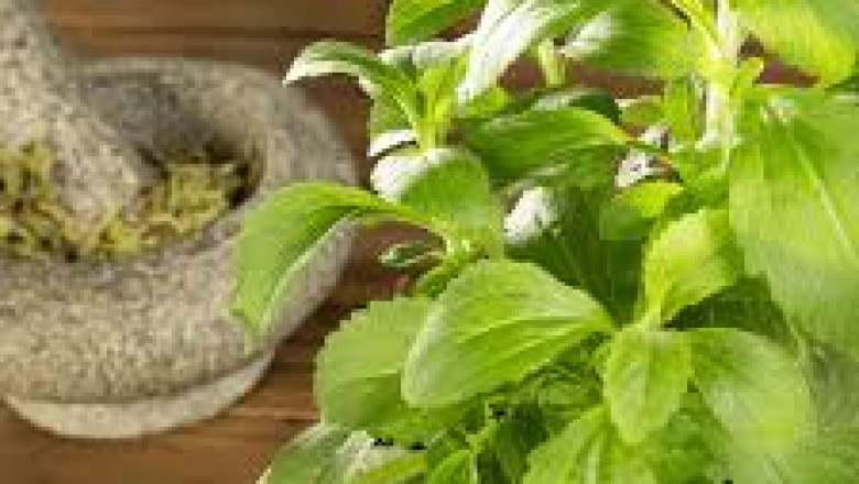 Organic Stevia Market Demand: Rising Health Awareness Drives Consumer Preferences