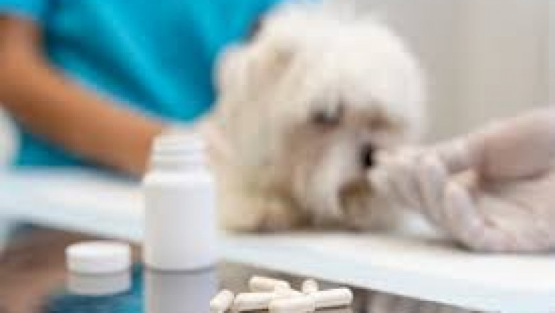 Pet Supplement Market Future Trends: Innovations and Consumer Preferences Shaping Growth