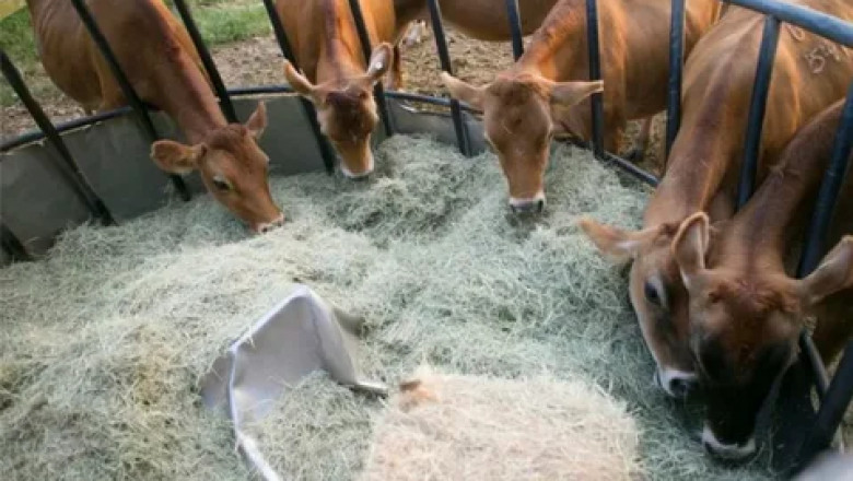 Feed Enzymes Market: Top Inhibitors Slowing Down Growth in the Global Animal Nutrition Industry