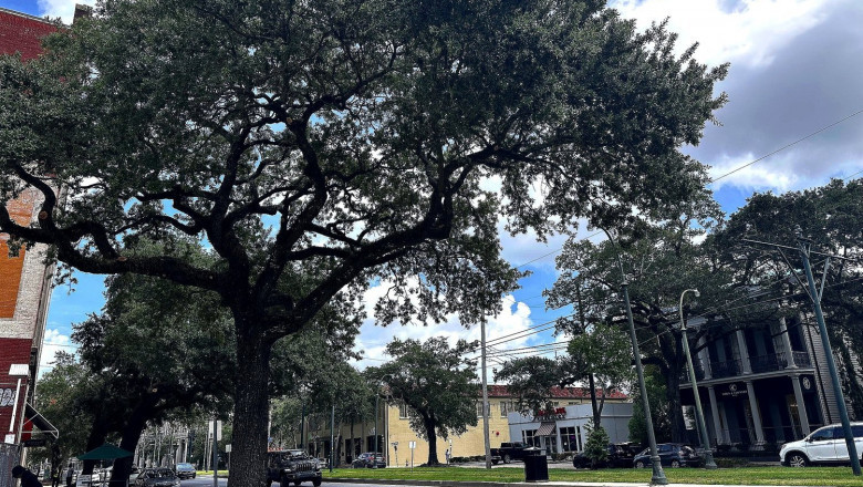 Tree Removal New Orleans: Safe, Fast & Affordable!