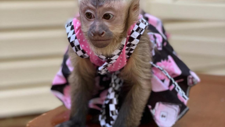 The Capuchin Monkey Experience: What to Expect When Welcoming One Into Your Life