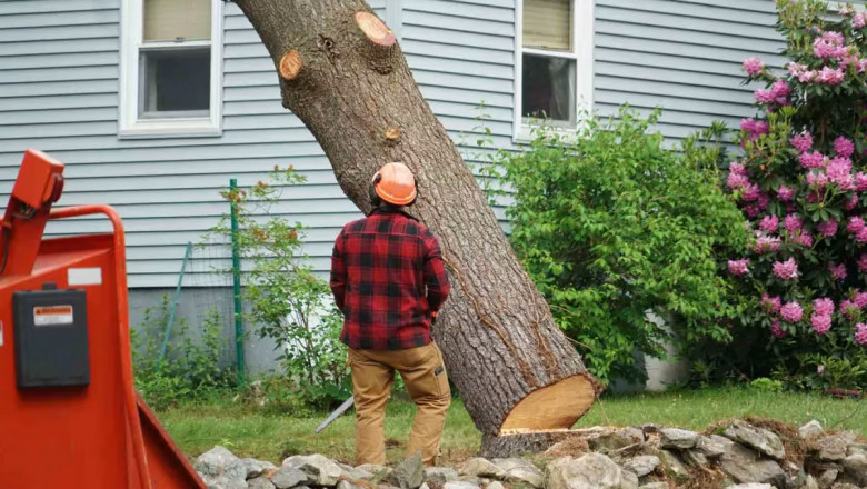 Need That Tree Gone? Here's Everything You Must Know About Tree Removal