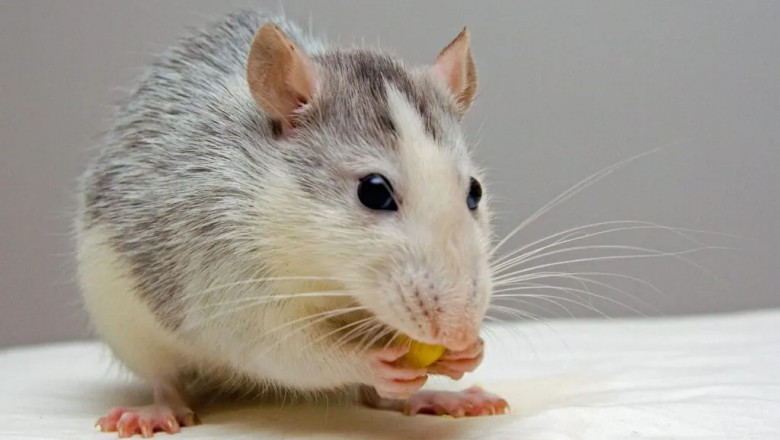 No More Squeaks: Effective Mice Control in Aurora You Can Trust
