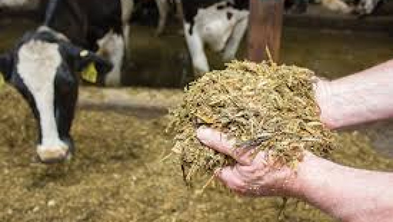 Corn Silage Market value increases with mechanized solutions for harvesting and transportation logistics