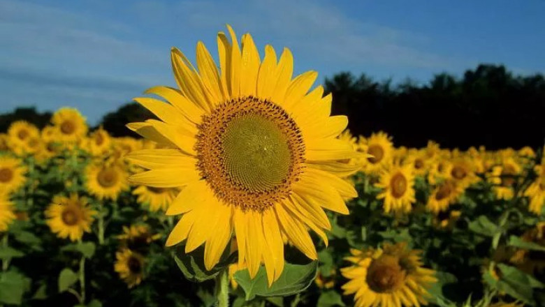 Common Sunflower Symbolism and Meaning in Love, Death & Bible