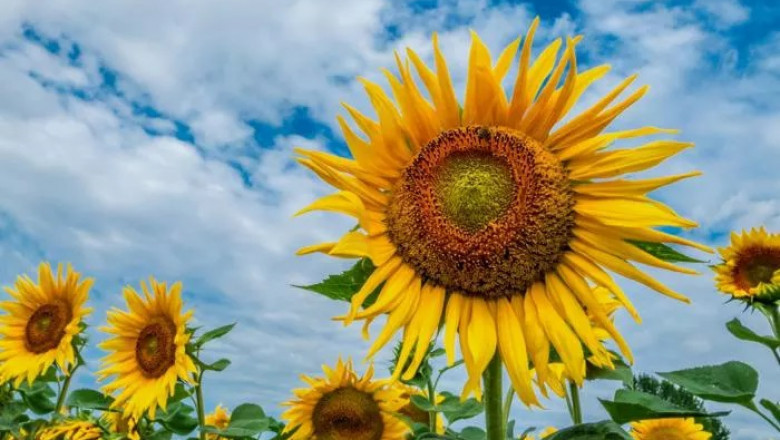Giant Sunflower Spiritual Meaning and Symbolism