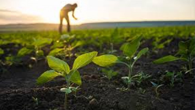 Regenerative Agriculture Market Growth Driven by Sustainability and Climate Action Goals