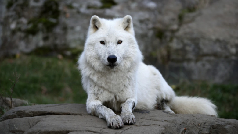 20 Spirit Animals With Deep Meanings