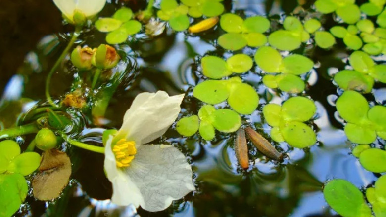Duckweed Flower Symbolism and Meaning in Love, Death & Bible