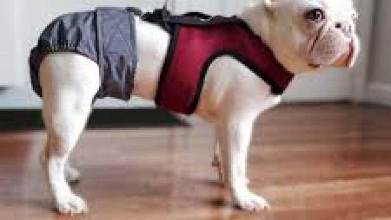 Pet Diaper Market forecast till 2030 with CAGR, volume, and revenue breakdowns offered