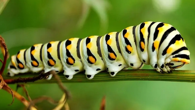 40 Caterpillar Quotes, Sayings &amp; Proverbs