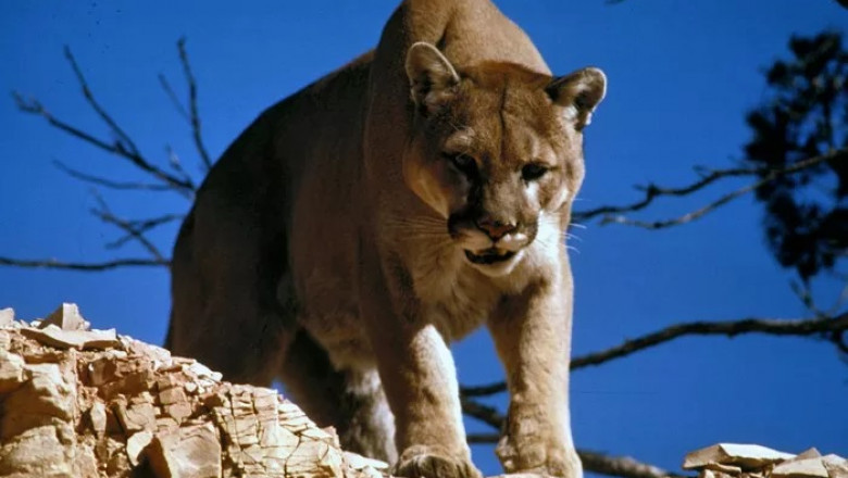45 Mountain Lion Quotes, Sayings, and Proverbs
