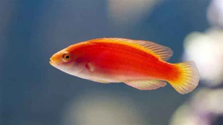 All about Red Fish Meaning and Symbolism