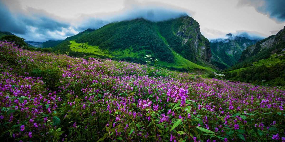 Explore the Beauty of valley of flowers 