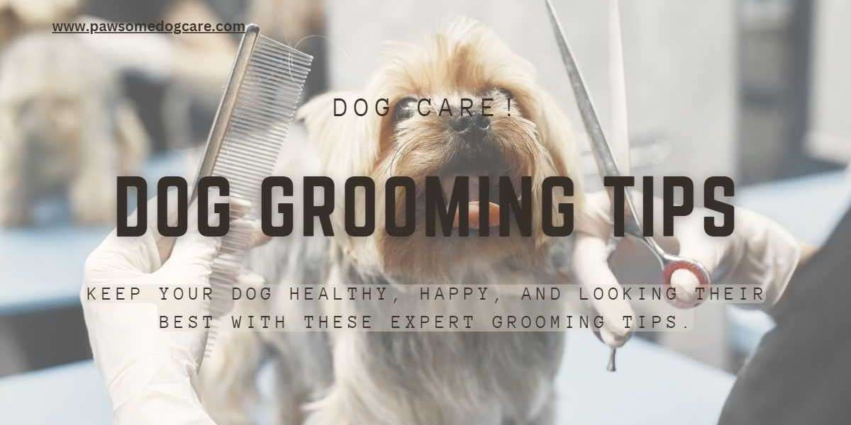 Best Dog Grooming Tips