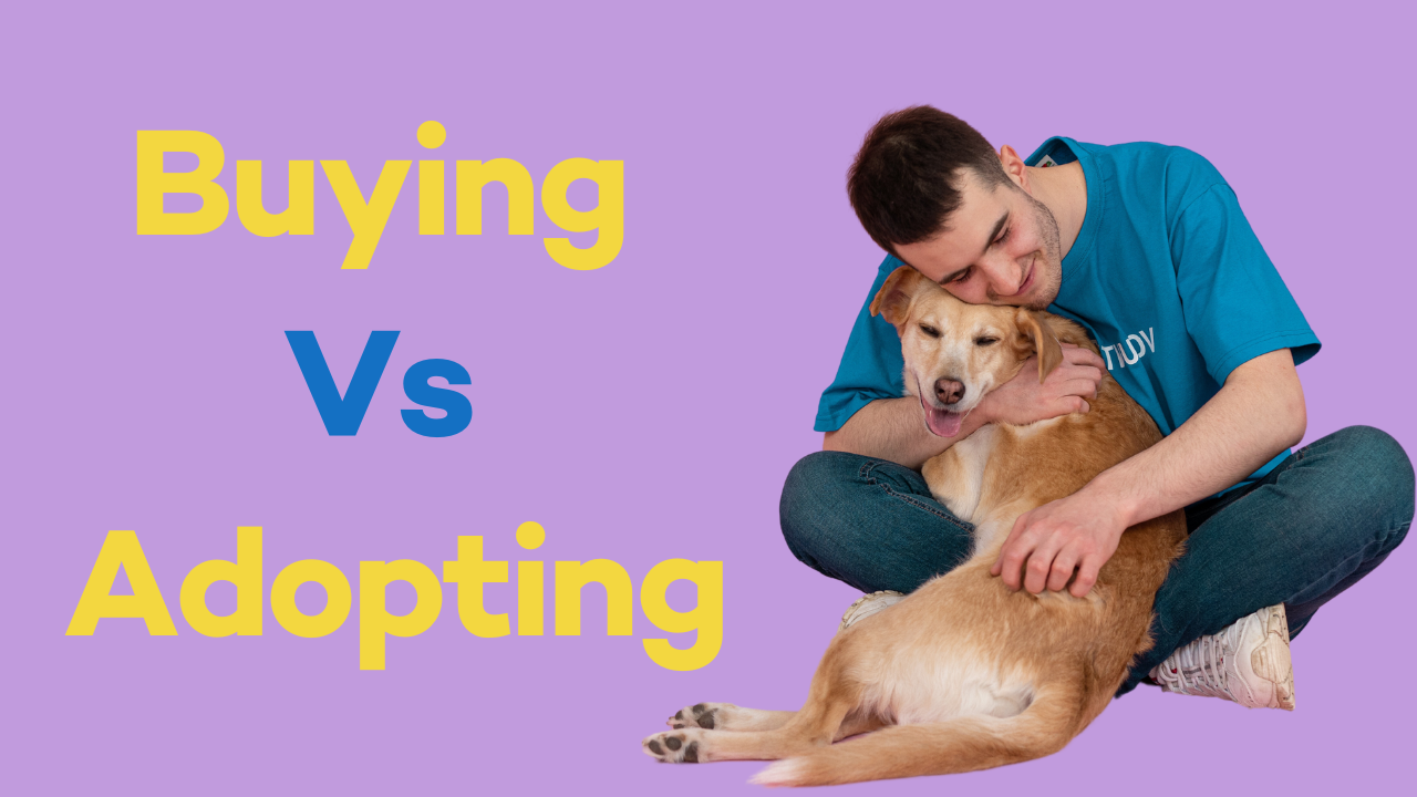 Adopt or Buy a Pet: Your Guide to Choosing the Right Pet