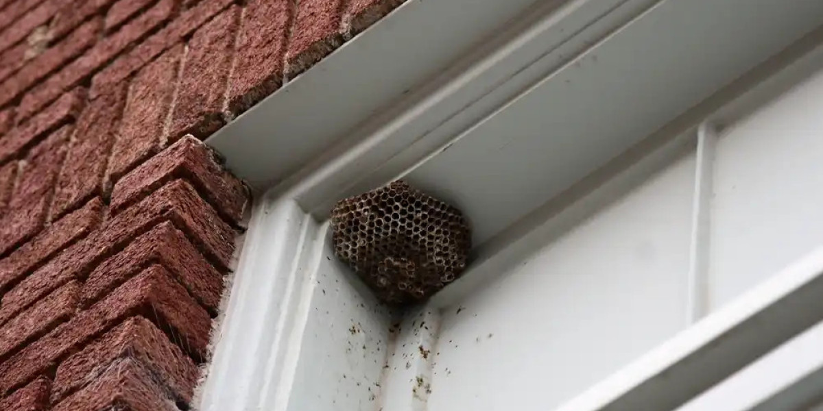 Buzz Off: Effective Wasp Removal Strategies in Melbourne