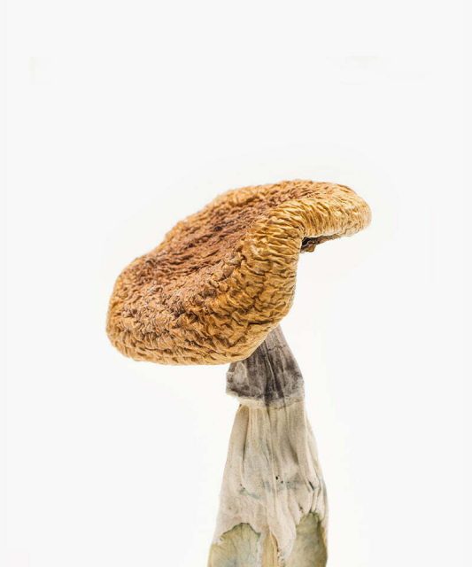 Golden Teacher Mushrooms - Dried Golden Teachers for sale