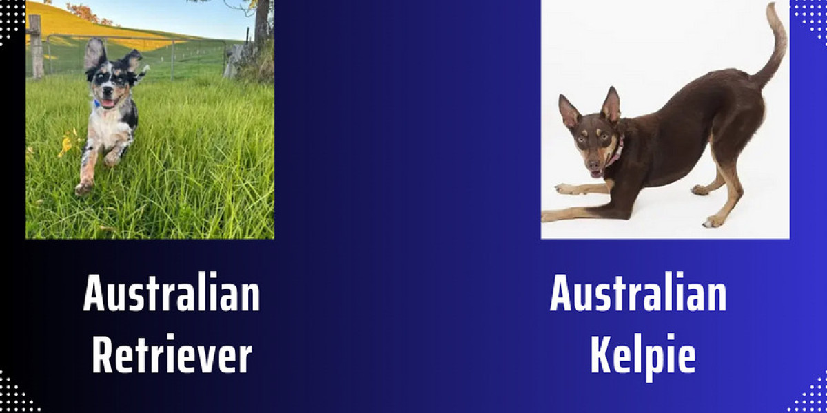 Australian Retriever vs. Australian Kelpie: Which is Right for You?