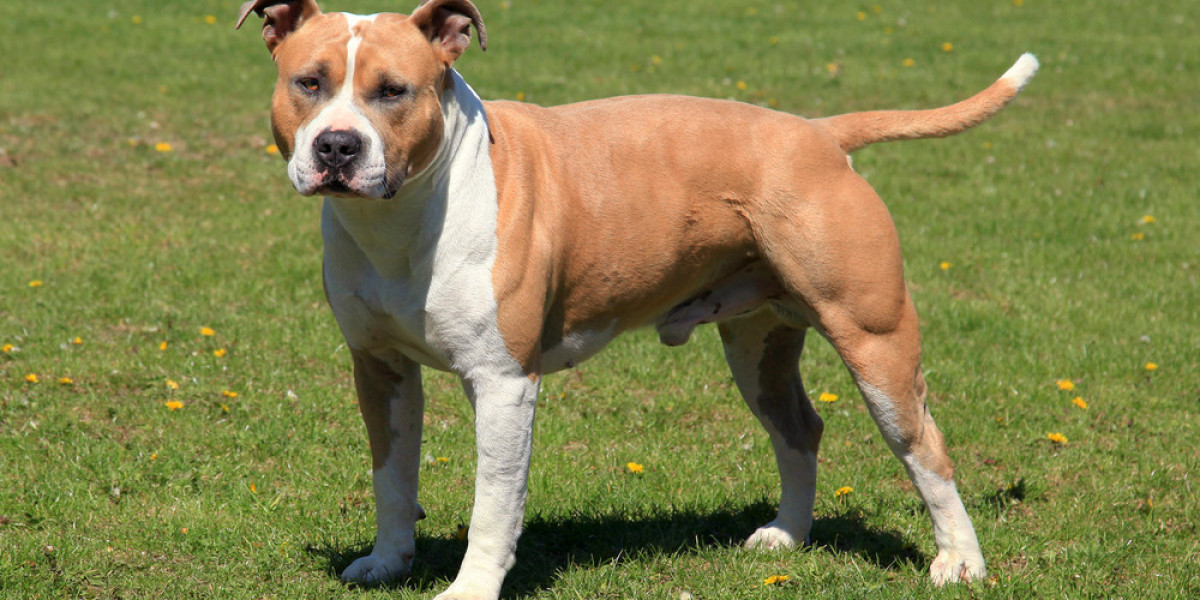 Diet and Nutrition Tips to Maximize Your American Staffordshire Terrier's Lifespan