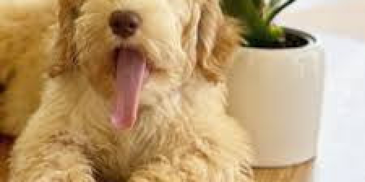 Southern California Labradoodles: Where to Find Your New Best Friend