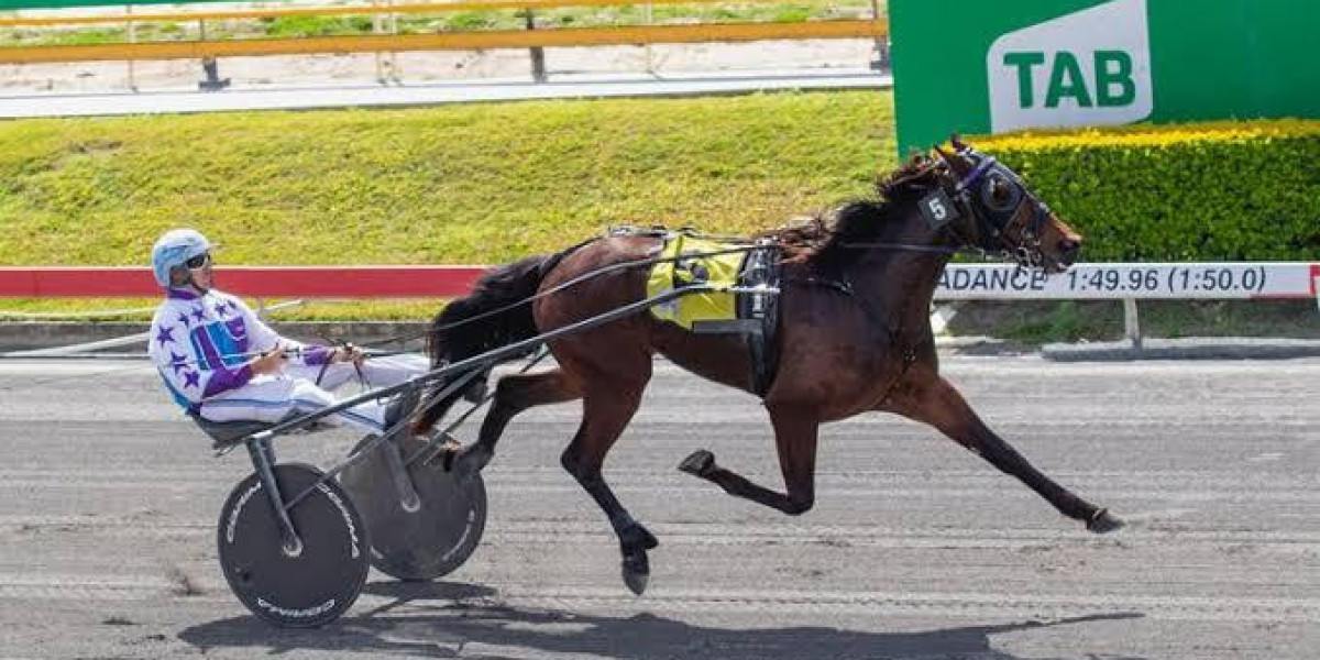 harness race horses for sale in brisbane