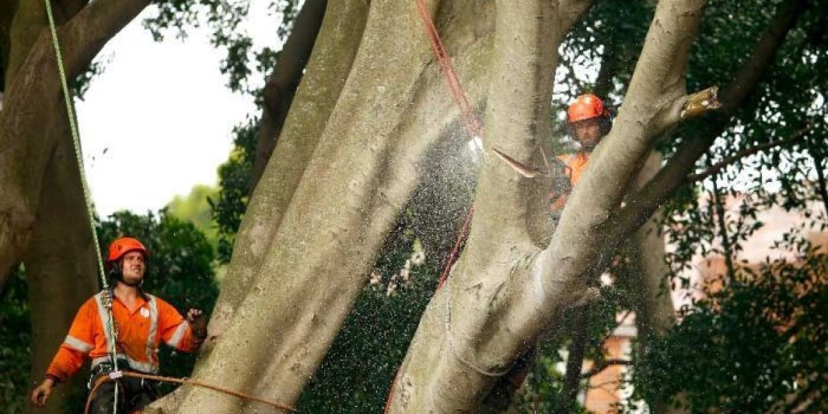 Expert Tree Lopping Services in Sydney: Ensuring Healthy and Safe Trees