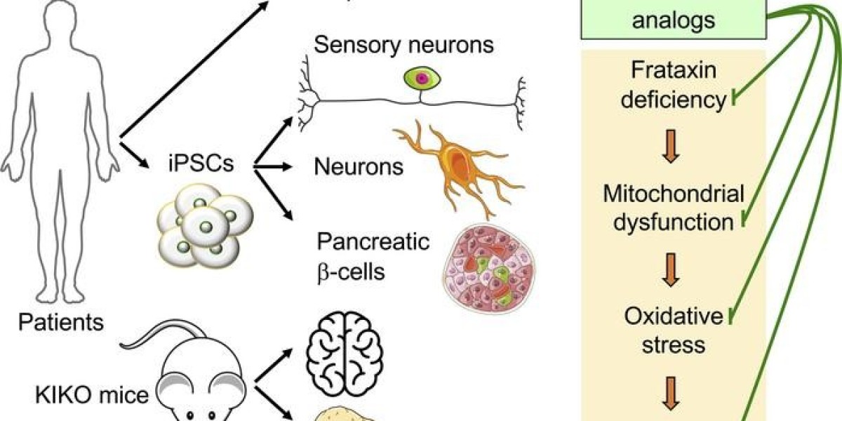 Friedreichs Ataxia: Unraveling the Mysteries of a Rare and Progressive Neuromuscular Condition An In-depth Look