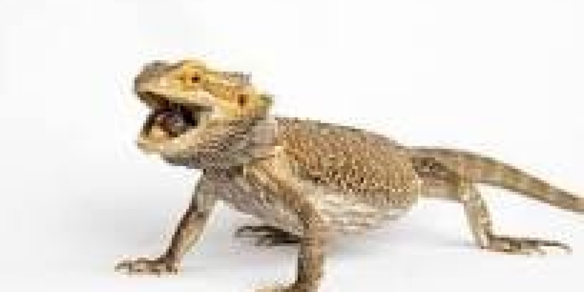 Are Bearded dragon venomous?