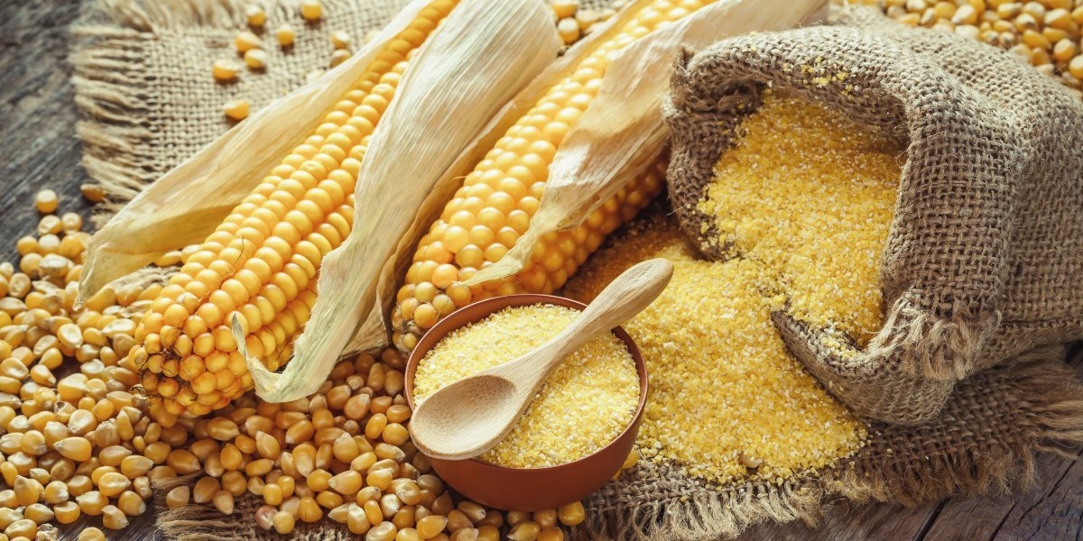 Maize Processing Plant 2024: Detailed Project Report, Equipment Needs, and Cost Breakdown