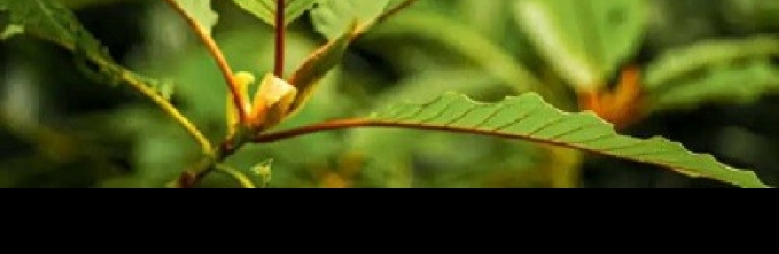 Arbos Kratom Cover Image