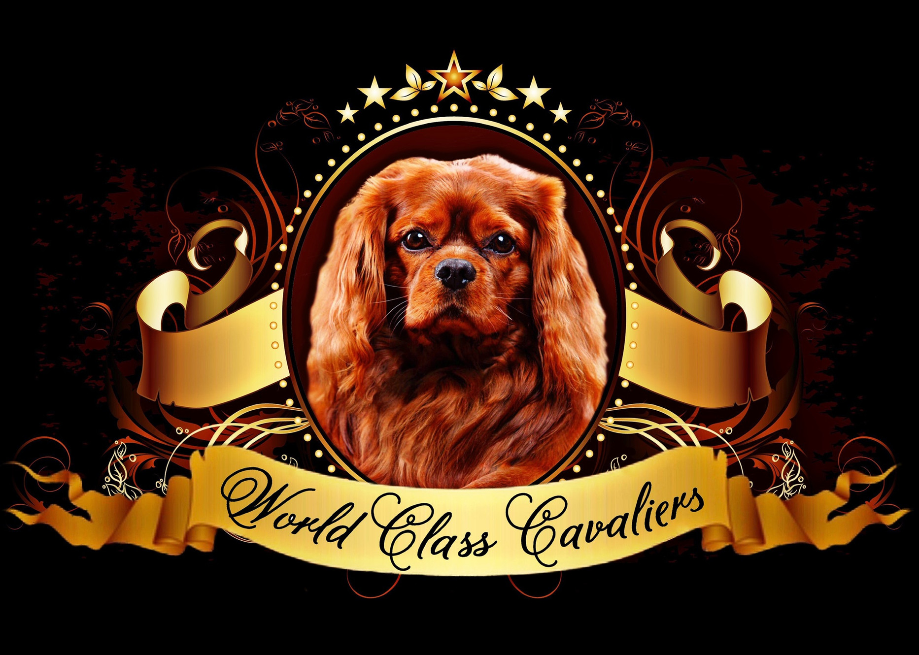 PUPPIES | World Class Cavaliers -Cavalier King Charles Spaniel Breeder