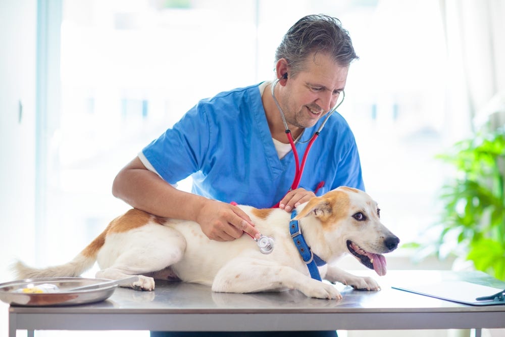 Preventative Care: Why Regular Visits to the Dog Veterinary Hospital Matter | by Silverado Veterinary Hospital | Nov, 2024 | Medium